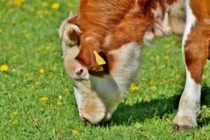 Importation de vaches laitières américaines : Vers un nouvel accord entre l'Algérie et les USA 3 Vache américaine