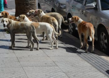 Coupe du Monde 2030 : Massacre ! Le Maroc se retoruve dans une nouvelle polémique