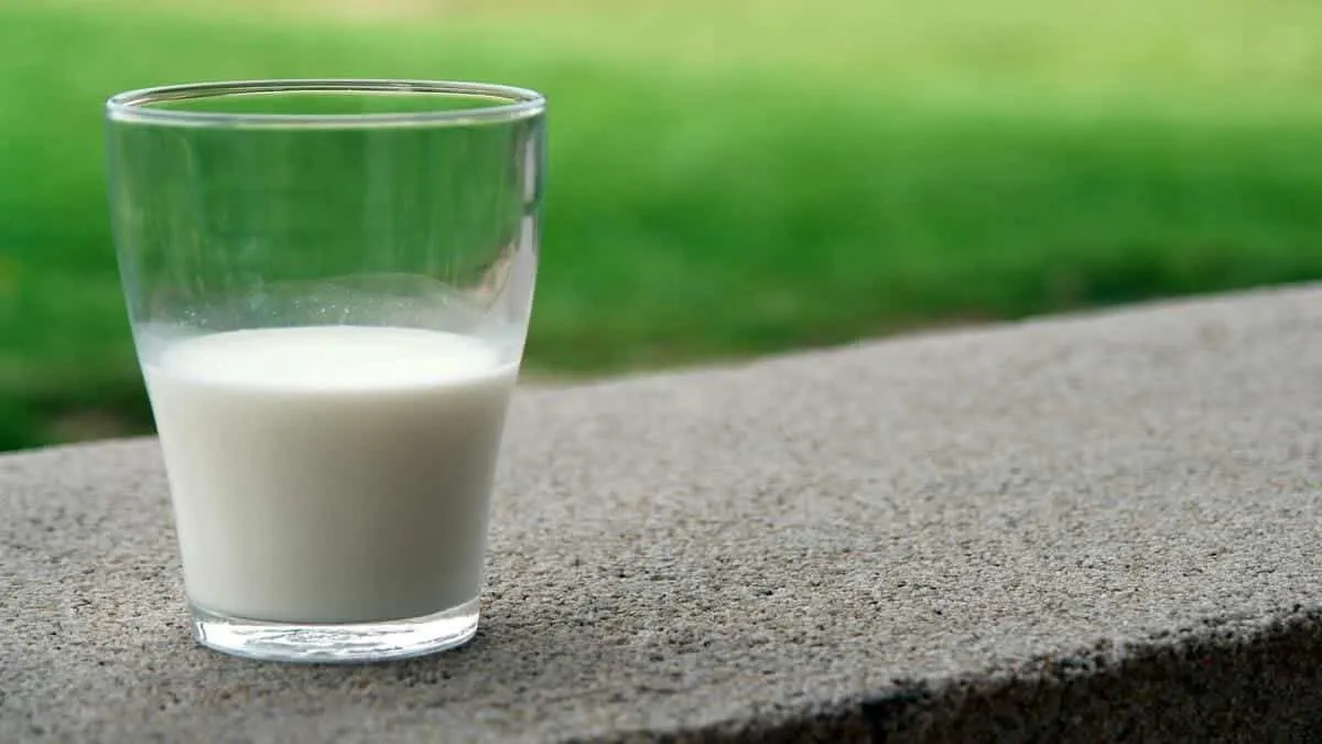 Algérie : 1,4 million de litres par jour, une usine géante de lait lancé