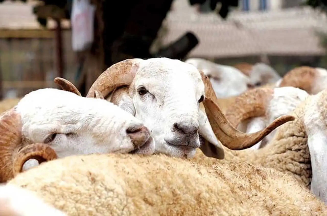 Aïd-el-Adha 2025 en Algérie : 1 million de moutons importés pour une facture salée de 260 millions de dollars !
