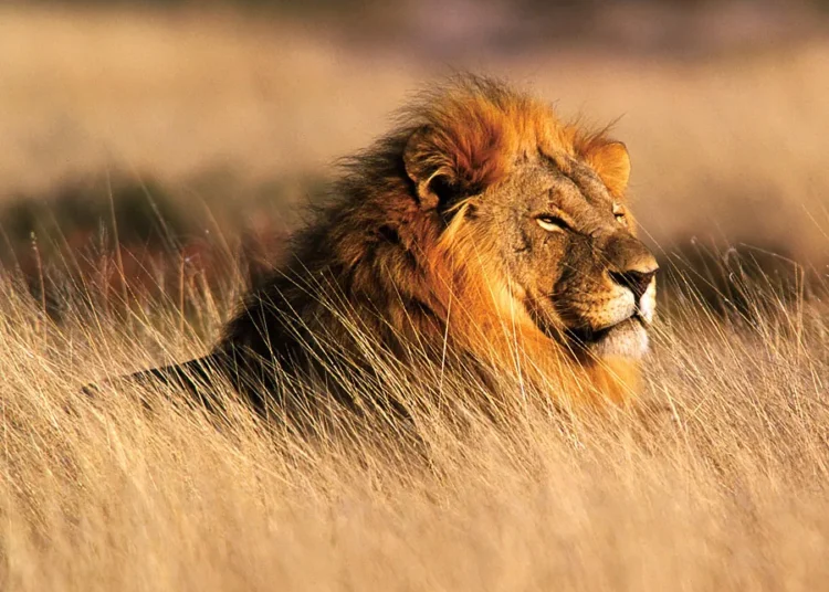 lion Namibia