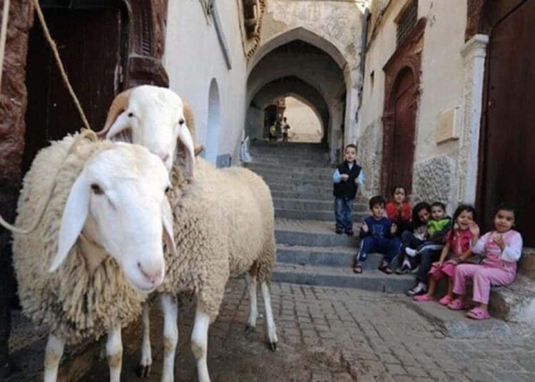  Aid al-Adha 2025 : l’Algérie restreint le transport de bétail