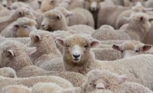 Aïd El-Adha 2025 : lancement à cette date des ventes de moutons importés en Algérie 2 Aïd El-Adha 2025 : lancement à cette date des ventes de moutons importés en Algérie