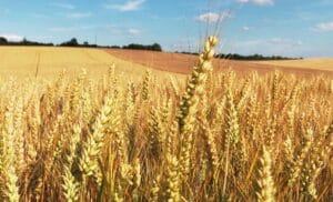 Rendements record de blé dans le Sahara algérien : El Oued en voie de devenir un pôle céréalier stratégique 2 Rendements de blé : El Oued sonne une révolution