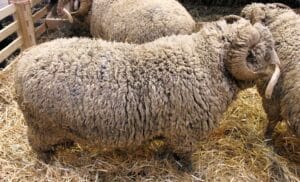 Aïd al-Adha 2025 en France : vers un boycott du sacrifice rituel 2 Aïd al-Adha 2025 en France : vers un boycott du sacrifice rituel