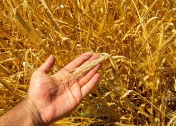 Rendements de blé : El Oued sonne une révolution