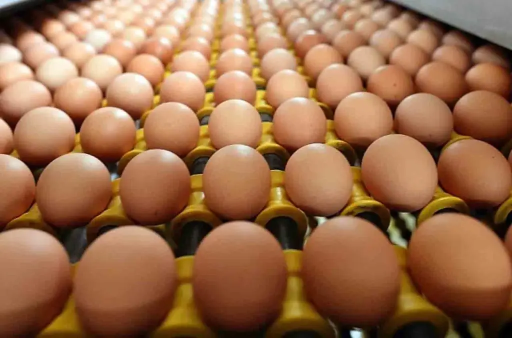 Algérie : feu vert pour l’exportation après une production record de 10 milliards d’œufs