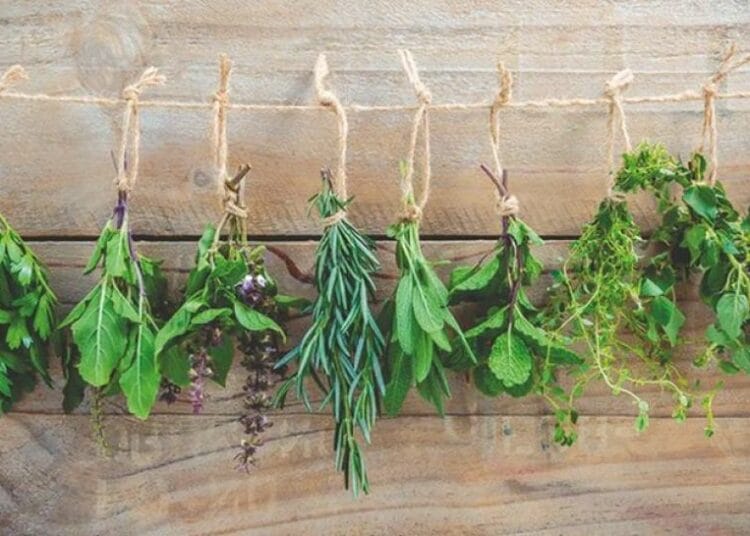 Plantes médicinales en Algérie : des remèdes naturels prometteurs contre Alzheimer et diabète selon une étude