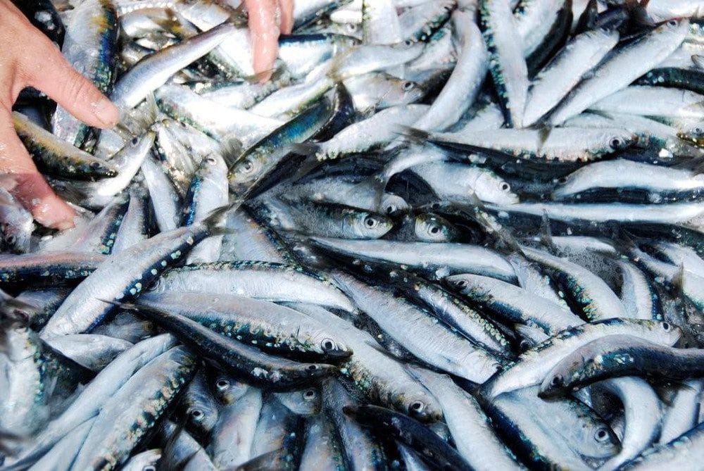 Sardine à 1800 dinars le kilo en Algérie : faut-il s’en inquiéter ? Sardine en Algérie : pourquoi son prix a chuté à 150 DA ?