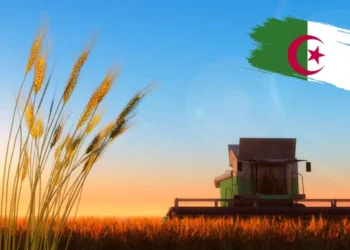 Ble malgre la hausse de la production les importations de lAlgerie devront augmenter 1200x727 1