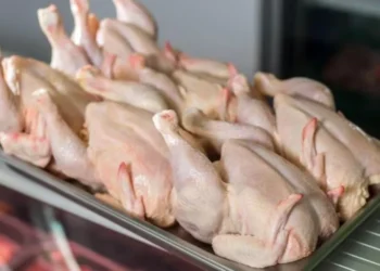 Cet éleveur algérien révolutionne la production de viande blanche en été grâce à une méthode innovante