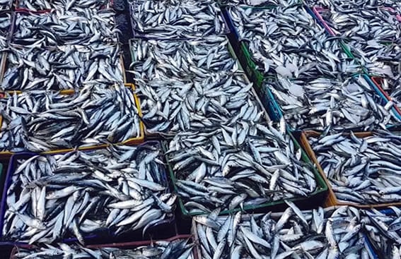 Sardine à 1800 dinars le kilo en Algérie : faut-il s’en inquiéter ?