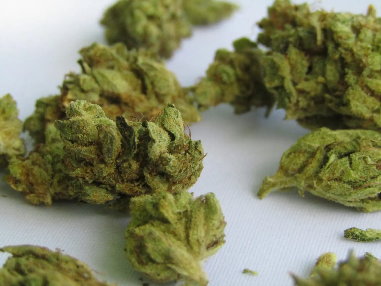 Un Algérien arrêté en flagrant délit à Valence avec 4000 plants de cannabis et 200 kg de marijuana prêts à la vente