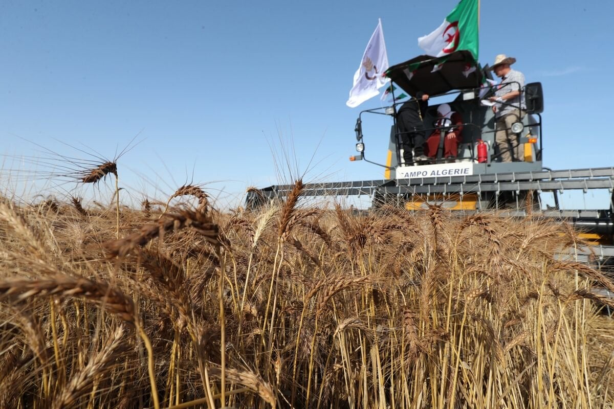 Algérie : le mégaprojet agricole italien passe un cap clé Algérie