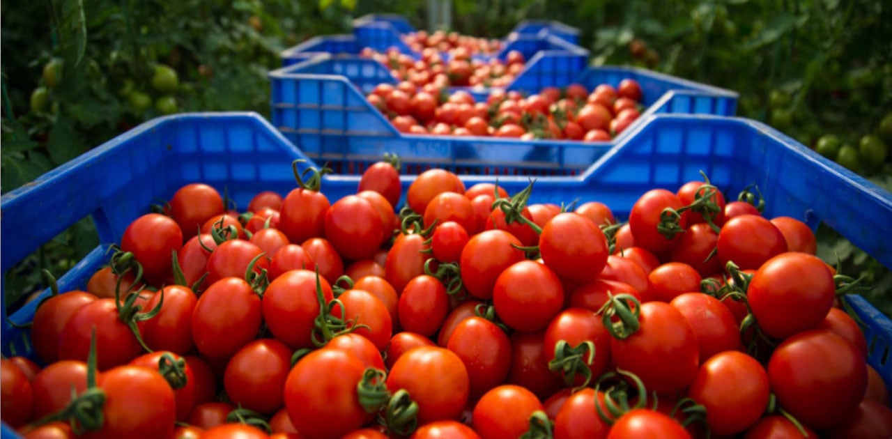 Tomates marocaines : ce que vous ignorez sur les pesticides Les surprenantes fluctuations du prix de la tomate en Algérie