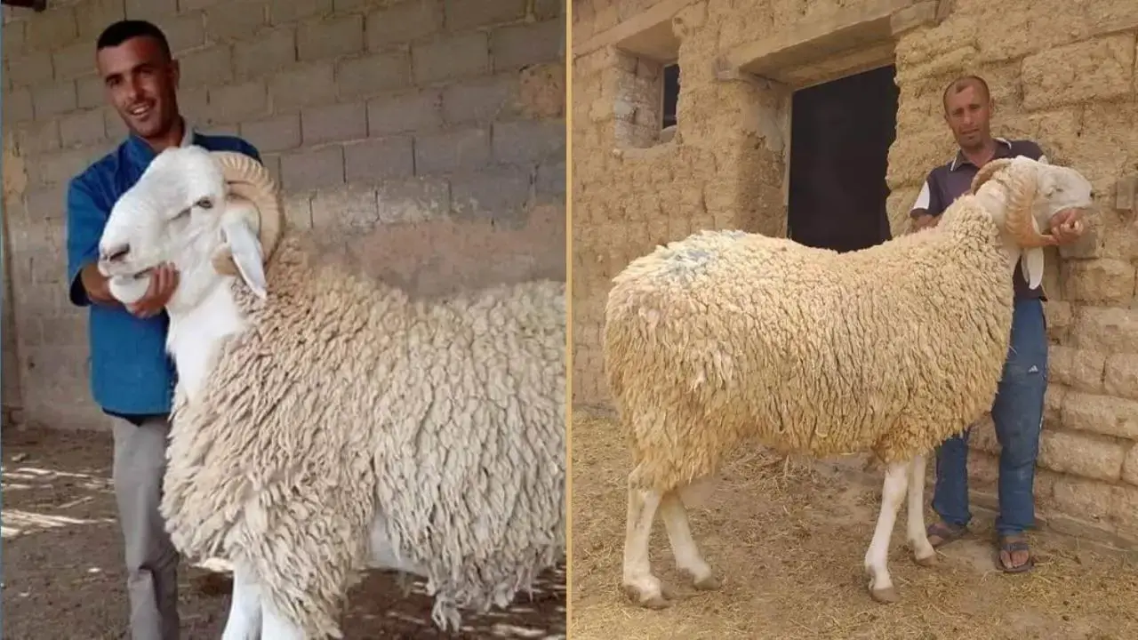 Aïd 2026 : l’Algérie tranche sur l’importation de moutons Aïd 2026 : l’Algérie tranche sur l’importation de moutons