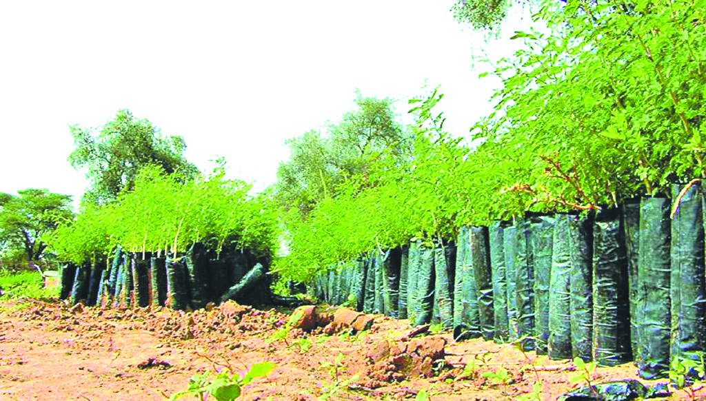 Algérie : le pari fou d’un million d’arbres en 24h Algérie : le pari fou d’un million d’arbres en 24h