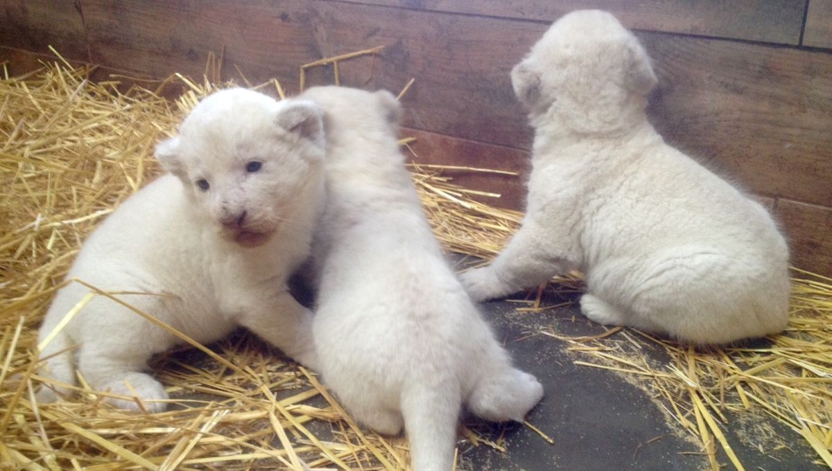 Trois lionceaux blancs rares naissent dans un zoo algérien Trois lionceaux blancs rares naissent dans un zoo algérien