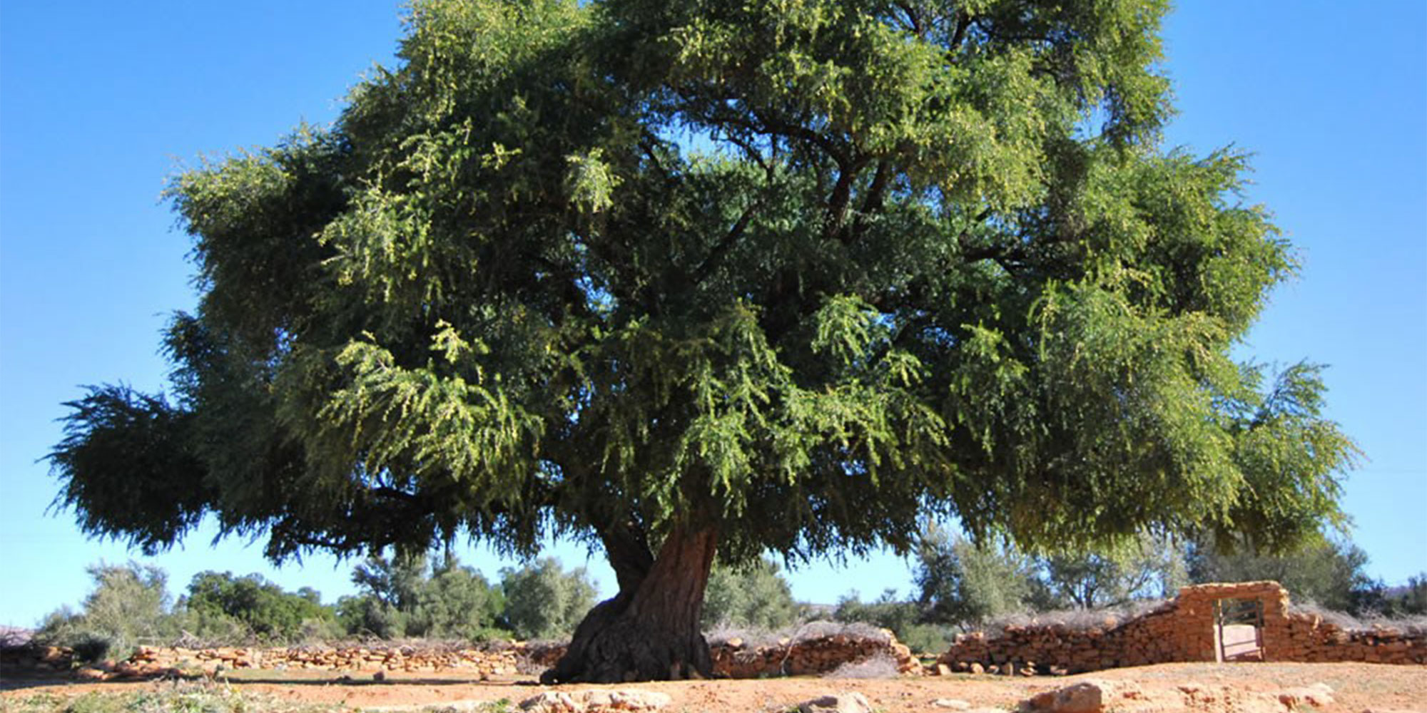 Algérie : le pari fou d’un million d’arbres en 24h