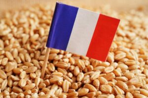 Algérie : scandale autour du blé français, des risques pour la santé révélés