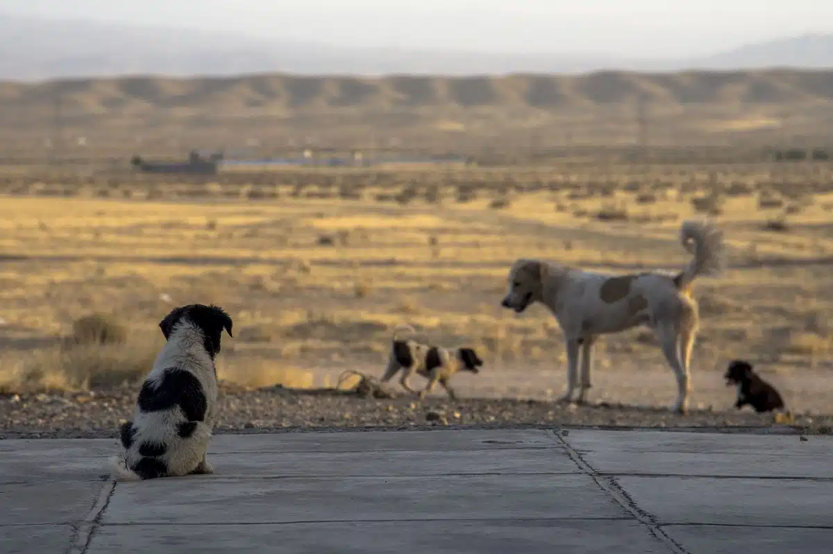 Drame à M’Sila : une fillette tuée par des chiens errants Drame à M’Sila : une fillette tuée par des chiens errants