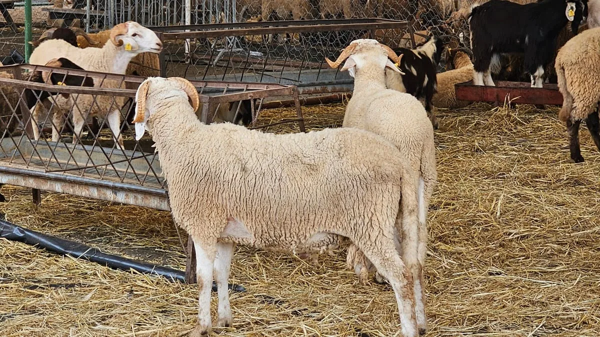 Importation des moutons : nouvelles mesures ministérielles via Adhahi.dz