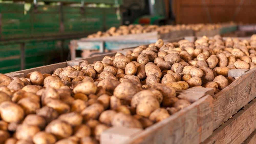 Boumerdès injecte 6700 tonnes de pommes de terre sur le marché Exportation bloquée : quel avenir pour nos pommes de terre ?