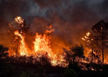 Forêts interdites en Algérie : les contrevenants risquent gros