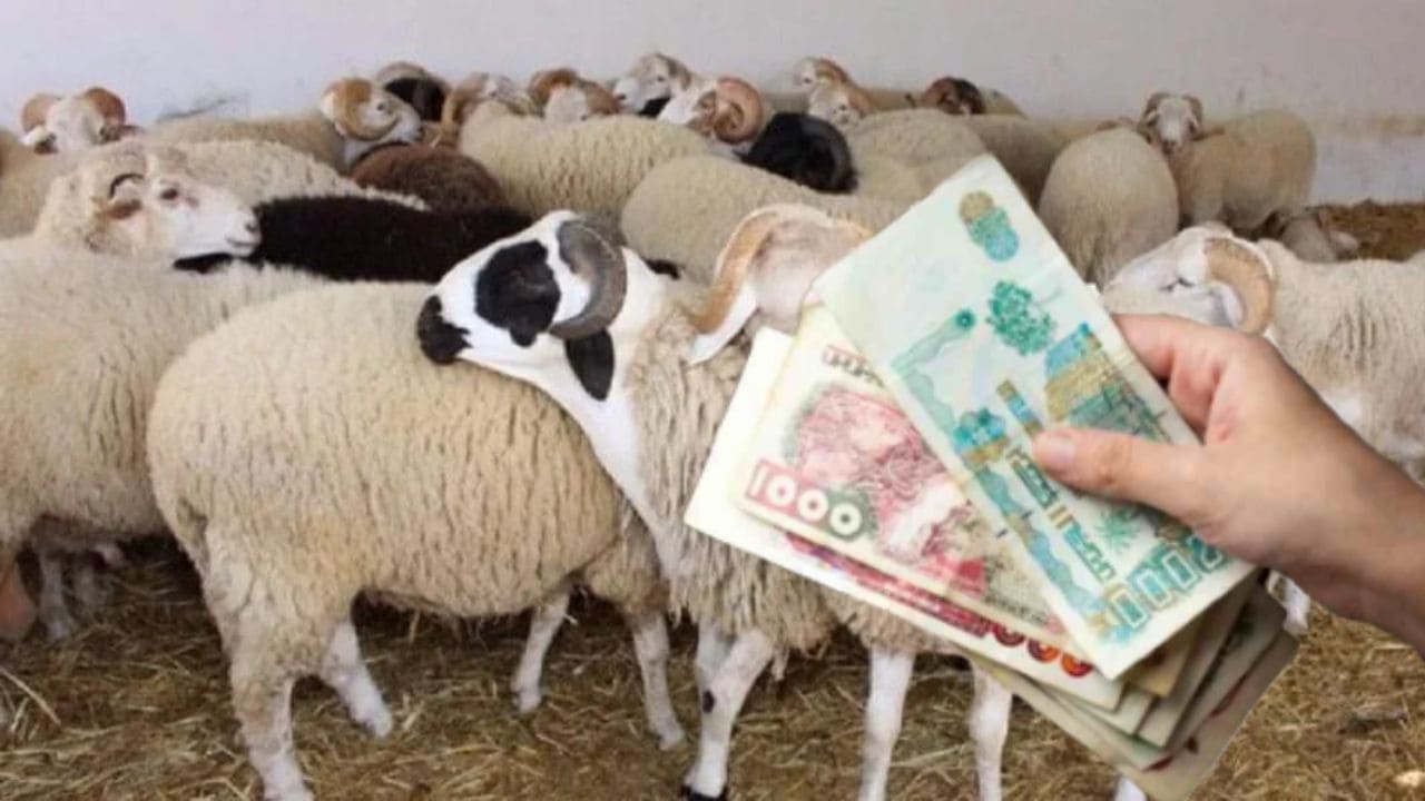 Pourquoi le prix des moutons explose en Algérie Pourquoi le prix des moutons explose en Algérie