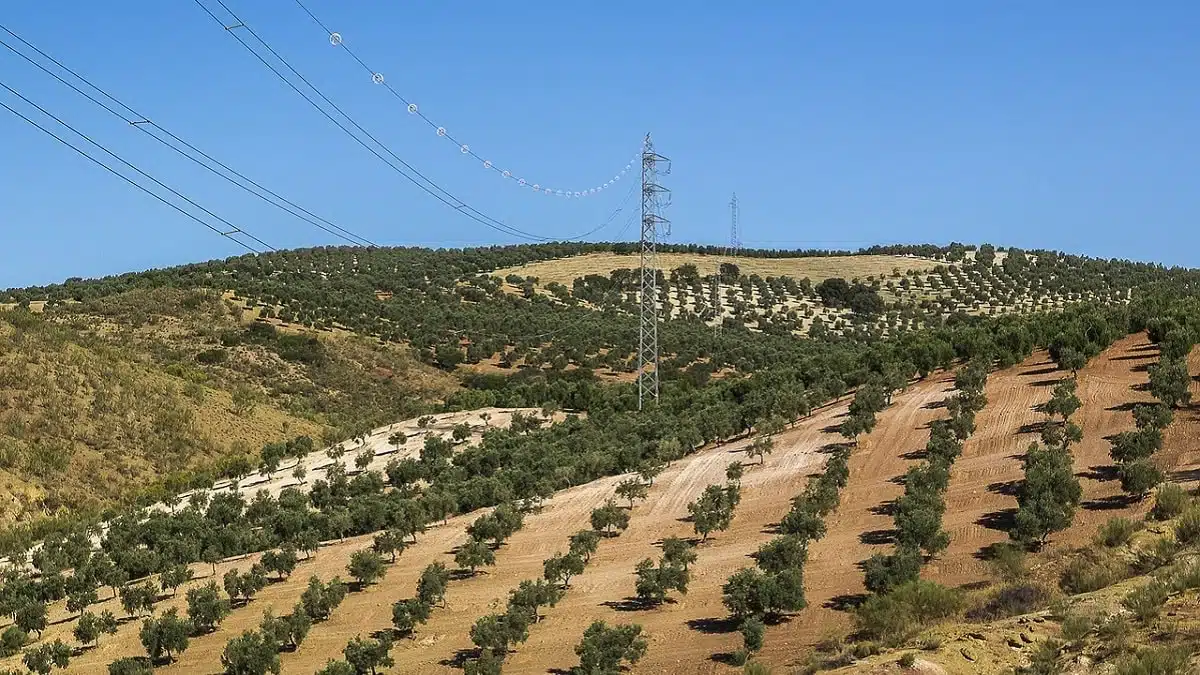 Algérie : vers une nouvelle banane au cœur du Maghreb ?