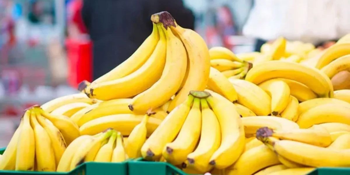 Des bananes cachées : 10 tonnes découvertes en Algérie ! Comment Mostefa Mazouz veut relancer la banane en Algérie