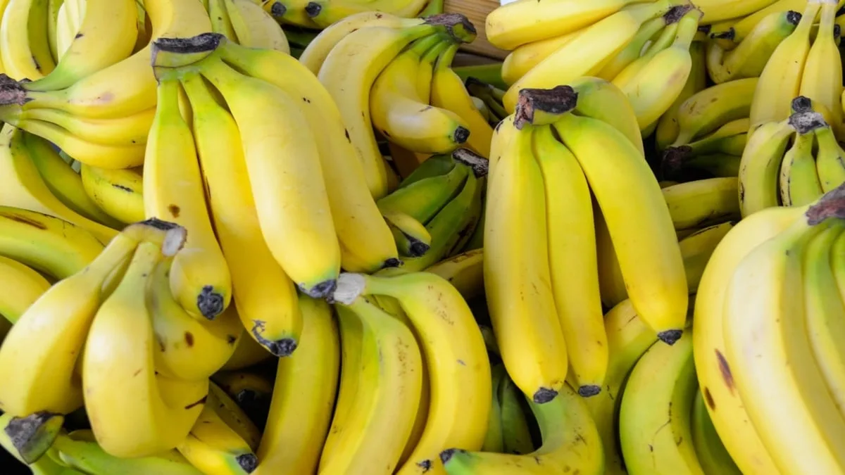 Comment Mostefa Mazouz veut relancer la banane en Algérie Comment Mostefa Mazouz veut relancer la banane en Algérie