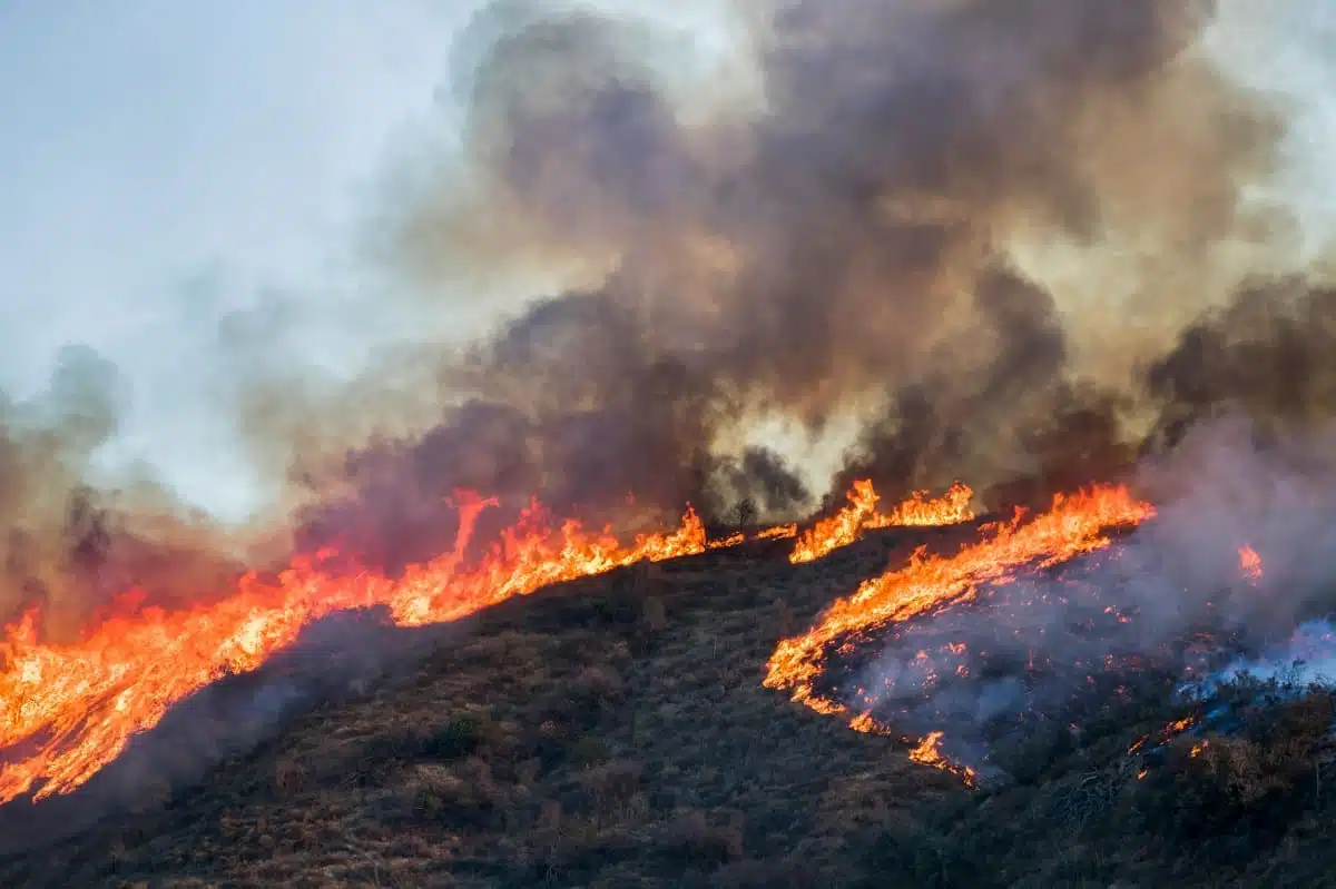 Révélations sur les incendies en Algérie : enquêtes dévoilées Révélations sur les incendies en Algérie : enquêtes dévoilées
