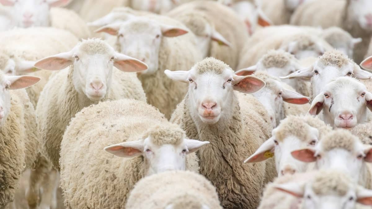Pourquoi le prix des moutons explose en Algérie Pourquoi le prix des moutons explose en Algérie