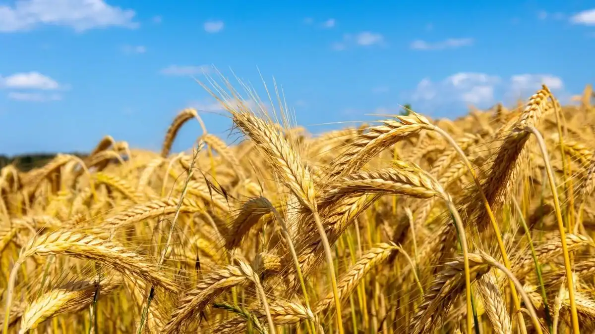 Pourquoi l’Algérie achète massivement du blé dur ? Champ de blé dur doré sous un ciel bleu clair.