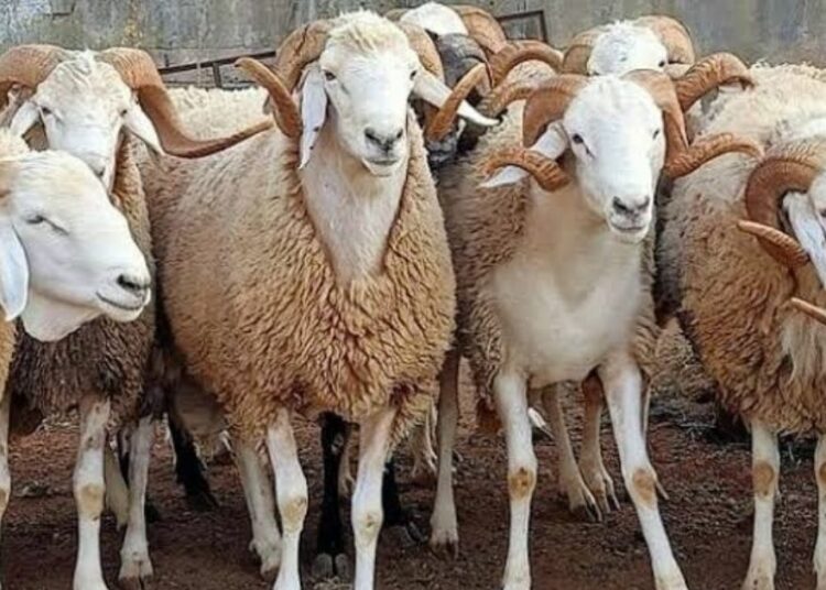 Moutons en Algérie : pourquoi les prix s'envolent ?