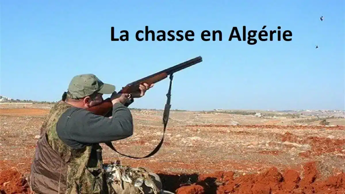 Chasse interdite en Algérie ? La réponse du gouvernement Chasseur en Algérie avec fusil, paysage désertique.