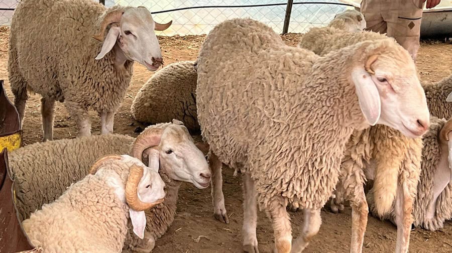 Découvrez l'astuce de Zebdi pour des moutons importés à prix équitable