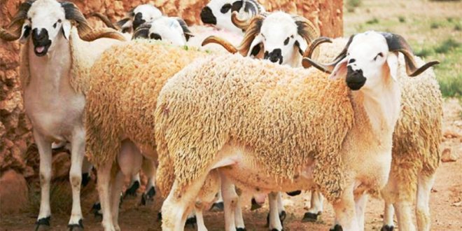 Pourquoi l’Algérie va importer 1 million de moutons en 2026