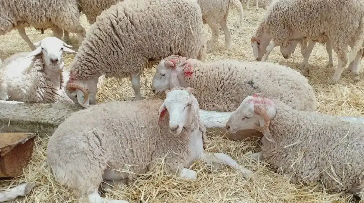 Importation des moutons : nouvelles mesures ministérielles via Adhahi.dz