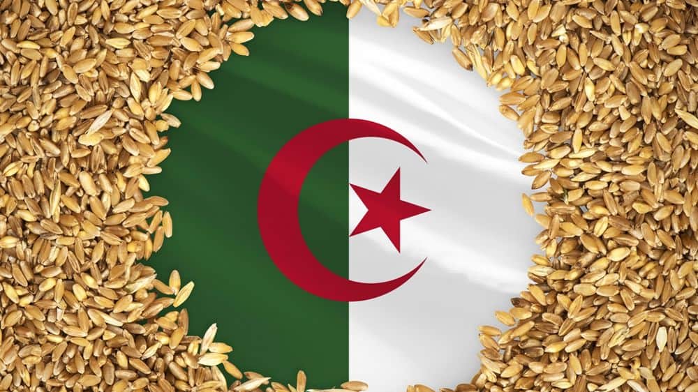 L’Algérie relance ses achats de blé français timidement Blé doré avec drapeau algérien en arrière-plan.
