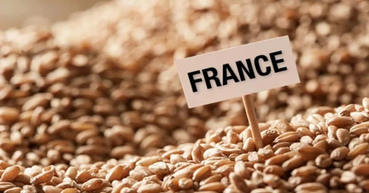 Algérie