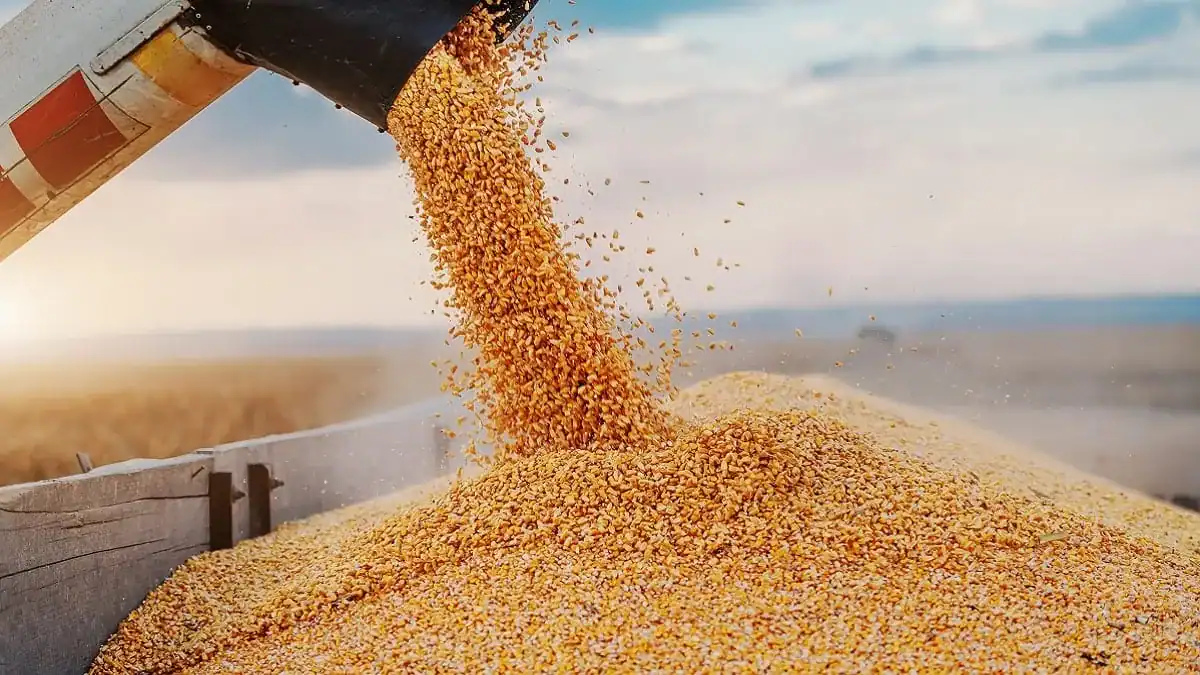 Blé tendre : l’Algérie frappe fort avec 1,2 million de tonnes importées Chargement de blé en cours pour l'importation en Algérie.
