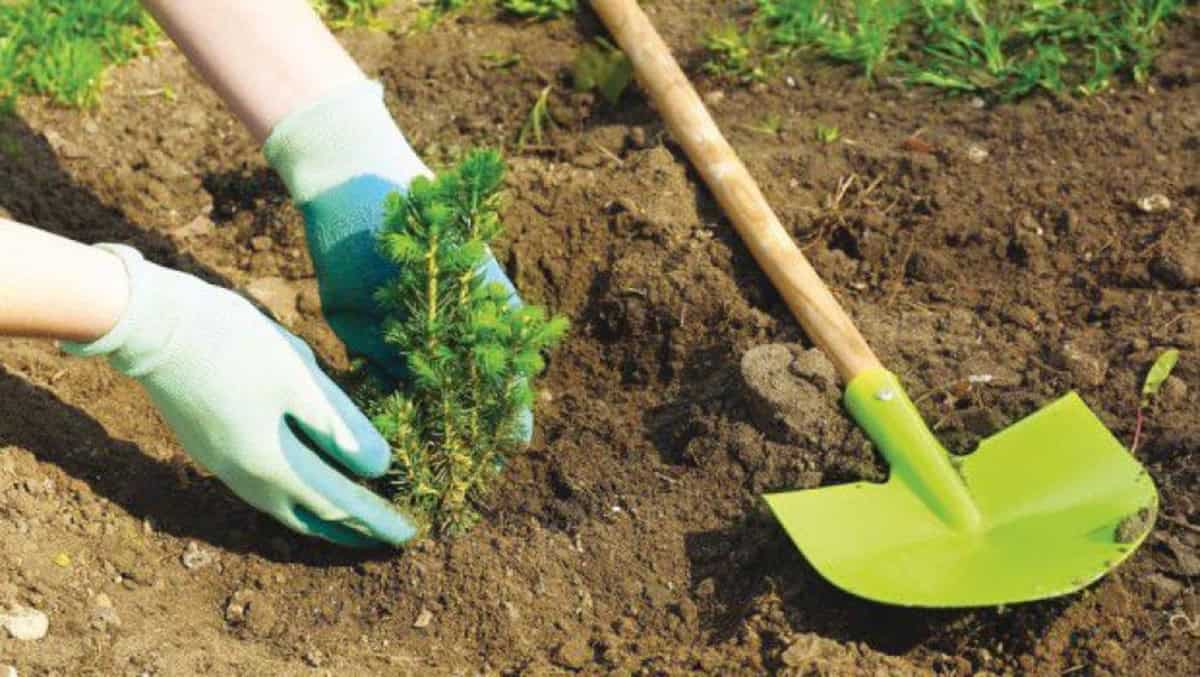 Reboisement massif en Algérie : découvrez la date clé Plantation d'arbres pour le reboisement en Algérie.