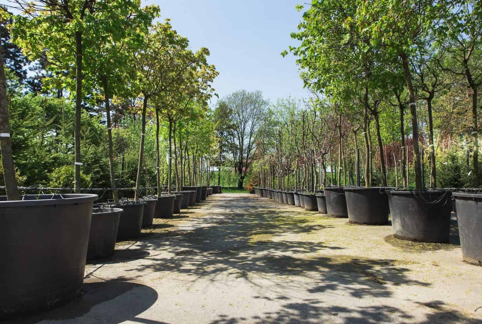 Algérie ! Découvrez comment 5 millions d’arbres ont été planté en 24h Jeune arbres en pots dans un jardin, prêt à être plantés en Algérie.