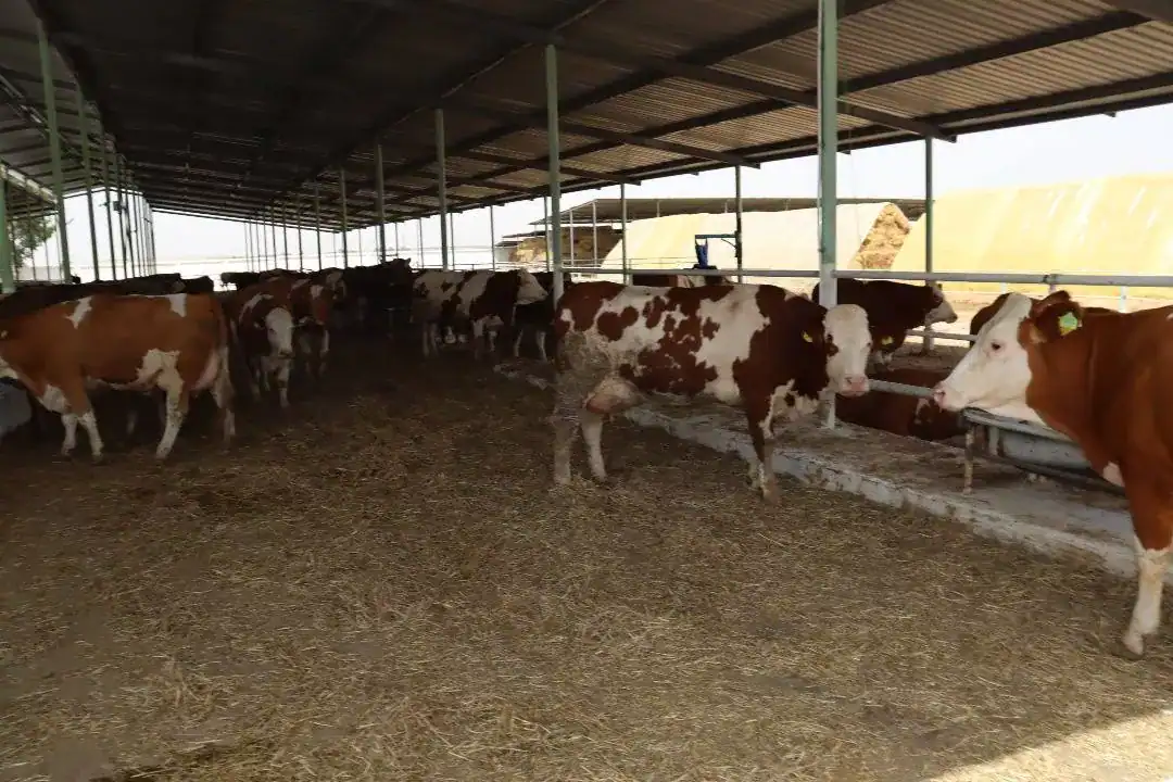Hodna Lait la mégaferme laitière qui transforme l’Algérie