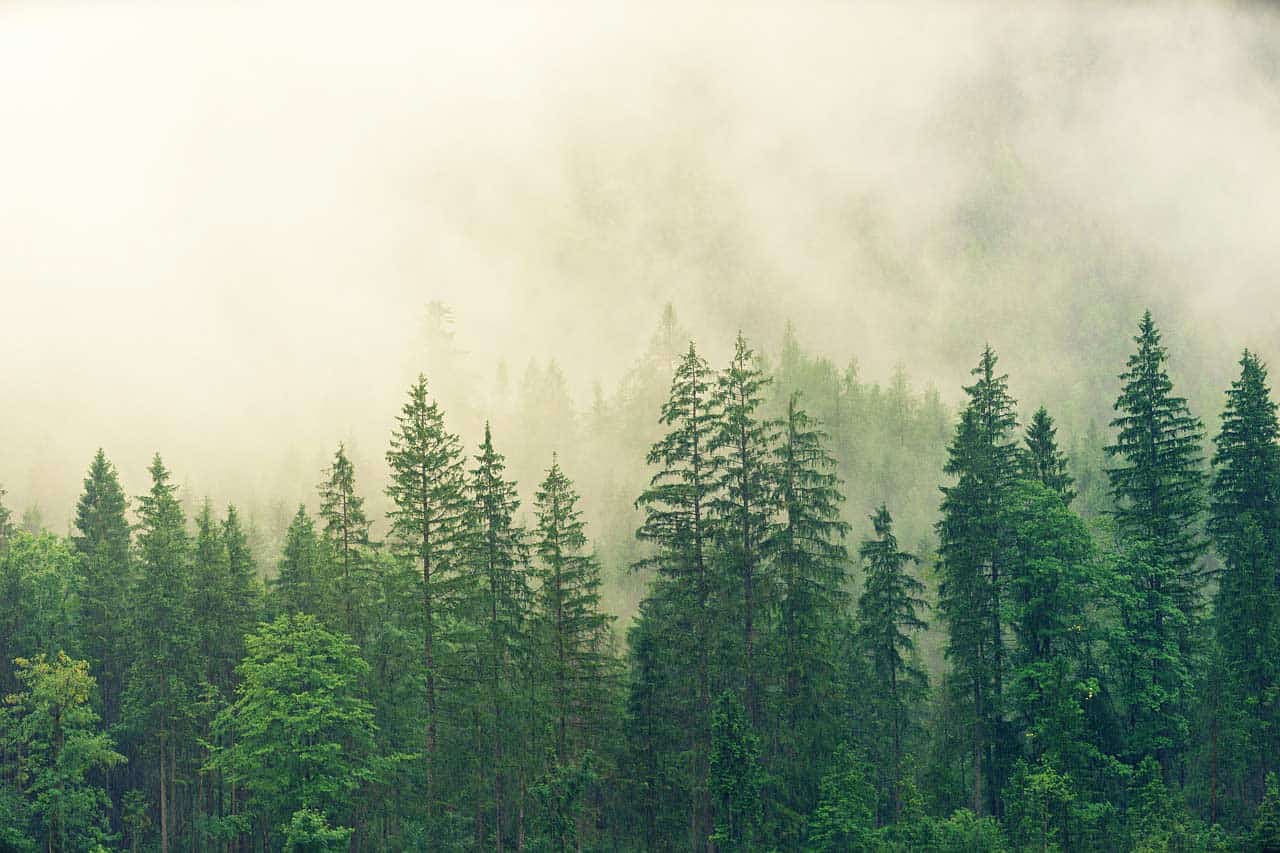 Forêt dense avec arbres verts sous un ciel brumeux.