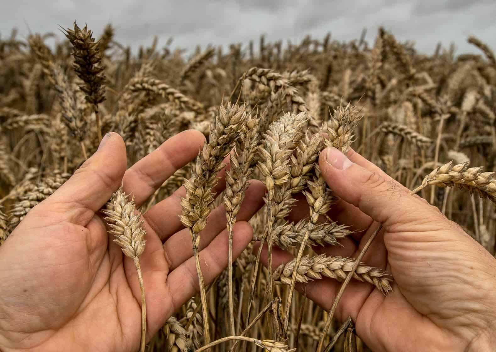 Le blé français revient en Algérie après une longue absence Main tenant des épis de blé dans un champ de blé doré.
