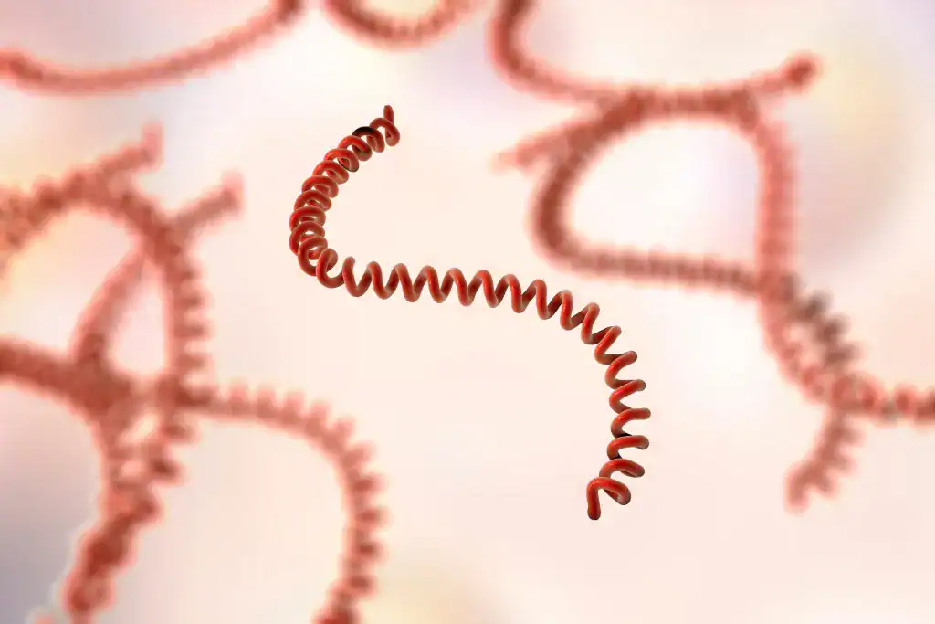 Leptospirose en Algérie : alerte à Tizi-Ouzou Bactéries spirales de leptospirose sous microscope.