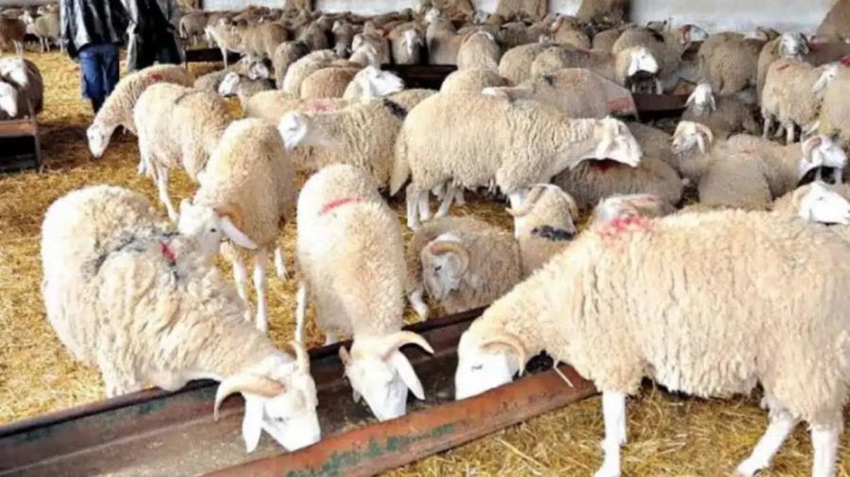 Algérie : une innovation universitaire bouleverse l’élevage Les rebuts de dattes, solution innovante en Algérie